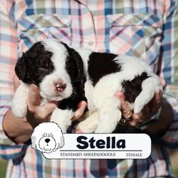 Stella - Brown and white female Sheepadoodle puppy in Cleveland, Tennessee from Narrow Path Old English & Sheepadoodles