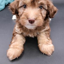 Cavalier King Charles Spaniel, Cavapoo, Havanese, and Havapoo Puppies from Grayfinn House