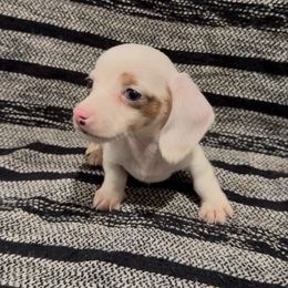 Dexter - Piebald male Dachshund puppy in Moreno Valley, California from Purpleheart_doxiess