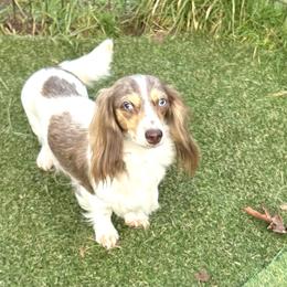 Dejá - Dachshund