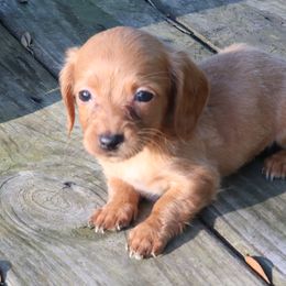 Dachshund and Pug Puppies from Wiggle'n V Ranch