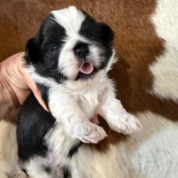 Black and white boy - Black and white male Shihpoo puppy in Newark, Ohio from Gemini Kennels