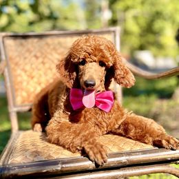 Garbanzo - Poodle puppy from Canine Castle of Cleveland