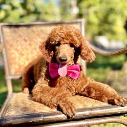 Garbanzo - Poodle puppy from Canine Castle of Cleveland