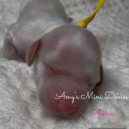 AKC Aspen (Yellow) - Cream female Dachshund puppy in Jena, Louisiana from Amy’s Mini Doxies