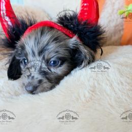 Mr. Red-4200 - Dapple male Dachshund puppy in Sparr, Florida from From the Heart Doxies