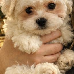 Romeo - Cream male Maltipoo puppy in Chattanooga, Tennessee from Joy-Fur Puppies