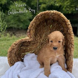 Pizazz - Red  male Goldendoodle puppy in Grove, Oklahoma from Guinn Family Farms