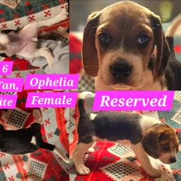 Ophelia-Pink-Female - Black tan and white female Beagle puppy in Bemidji, Minnesota from Nse Farms Beagles