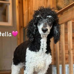 Stella - Poodle