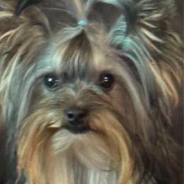 Gaige - Black and tan male Yorkshire Terrier puppy in White House, Tennessee from Ivey’s Yorkie Babies