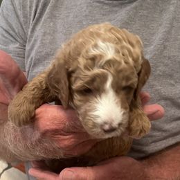 Rizzo - Fawn and white male Sheepadoodle puppy in Buford, Georgia from Guppy Puppies