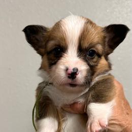 Vegas - White and red male Pembroke Welsh Corgi puppy in Hico, Texas from Chisholm Trail Kennels
