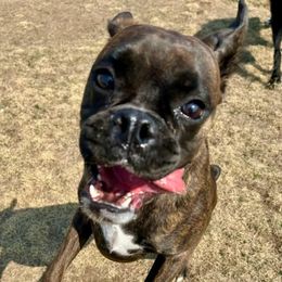 GG - Brindle female Boxer puppy in Clinton, Iowa from Cadogans Boxers