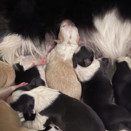 Border Collie Puppies from Dragonfly DGL BC Puppies (Champion Lineage)