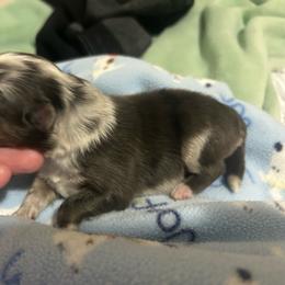Harry - Blue merle white and tan male Shetland Sheepdog puppy in New Richmond, Ohio from Heaven’s Shelties
