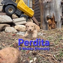 Perdita - Cream female Labradoodle puppy in Genoa City, Wisconsin from Sakura Pups