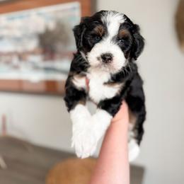 Aussiedoodle and Goldendoodle Puppies from Montana Raised Doodles