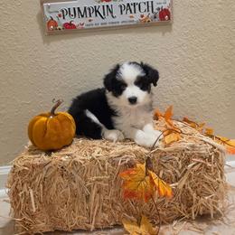 Ranger - Black tri male Miniature American Shepherd puppy in Bristol, Tennessee from Riverstone Aussies