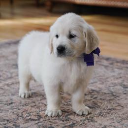 Miss Purple - Light golden female Golden Retriever puppy in Bedford, Indiana from Indiana Goldens