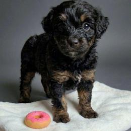 Chloe - Black and tan female Companion Cross puppy in Macon, Georgia from Shipoo Lane