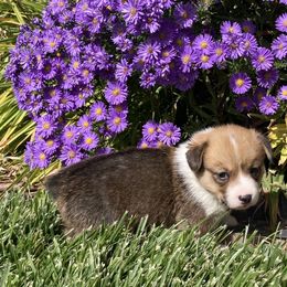 Pembroke Welsh Corgi Puppies from Whistling Wind Corgi’s