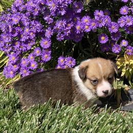 Pembroke Welsh Corgi Puppies from Whistling Wind Corgi’s