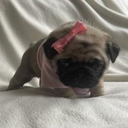 Bulldog and Pug Puppies from Love that bulldog lewter family