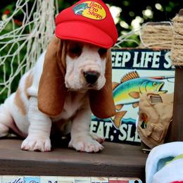 Salmon - Red and white male Basset Hound puppy in Pollock, Missouri from Northstar