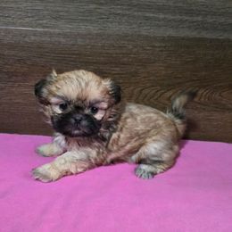 Girl 1 - Gold female Shih Tzu puppy in Meadows Of Dan, Virginia from Walt’s Shih Tzus