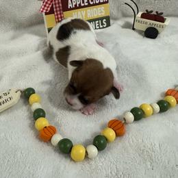 Boy with 3 dots - Brown and white male Jack Russell Terrier puppy in Greeneville, Tennessee from Wampler Jacks