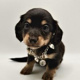 Luna-AKC - 2500 Reduced until May 8 - Black and tan female Dachshund puppy in Bartlesville, Oklahoma from OkieDokieDox