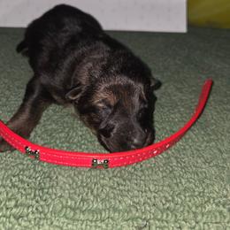 Red - Sable male German Shepherd puppy in Motley, Minnesota from Von Thomson Haus