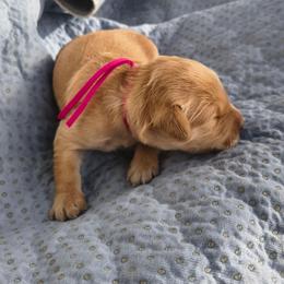 Bo Peep- Pink collar  (2nd pick female) - Golden female Golden Retriever puppy in Tenino, Washington from Oak River Goldens'