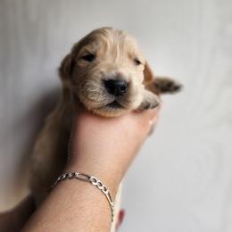 Gray - Golden male Golden Retriever puppy in Lucasville, Ohio from Halo Kennels