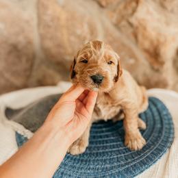Benjamin - Apricot male Goldendoodle puppy in Yukon, Oklahoma from Bows and Ties Doodles, LLC