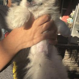 Pomeranian Puppies from Pomni Poms