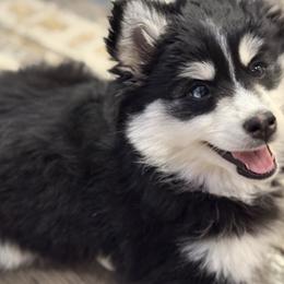 Sunshine - Black and white female Pomsky puppy in Lewiston, Minnesota from Family Pomsky