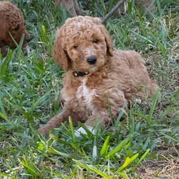 H25 Male Black Collar(Romeo) - Red  male Goldendoodle puppy in Cape Coral, Florida from GoldenDoodles Cape Coral