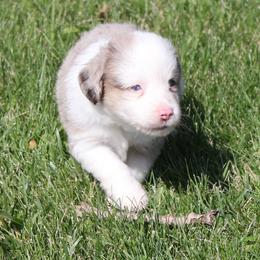 Miniature Australian Shepherd and Toy Australian Shepherd Puppies from Sapphire Stables