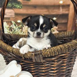 Marshall - Black and tan male Chihuahua puppy in Gloucester, Virginia from Charlotte's Web of Chihuahuas