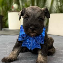 Lucas - Salt and pepper male Miniature Schnauzer puppy in Cape Coral, Florida from Ruby the poodle