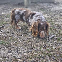 Dahmer - Dachshund