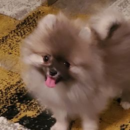 Boy 1 - Cream sable Pomeranian puppy in Fort Lauderdale, Florida from El'Cienna Poms