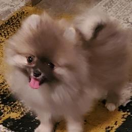 Boy 1 - Cream sable Pomeranian puppy in Fort Lauderdale, Florida from El'Cienna Poms