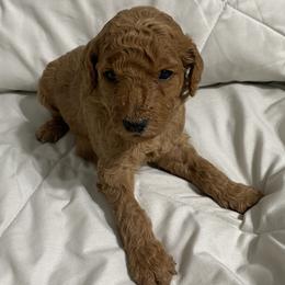 Red Collar - Red  female Goldendoodle puppy in Apple Valley, California from Daisy’s  Doodles11