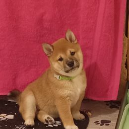 Pug and Shiba Inu Puppies from khshibas-khpugs