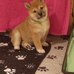 Pug and Shiba Inu Puppies from khshibas-khpugs