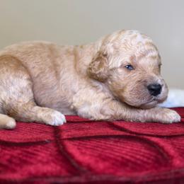 Buddy - Apricot male Goldendoodle puppy in Woodburn, Indiana from Lengachers Cuddly Doods
