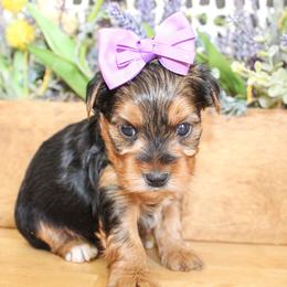 Poppy - Black and tan female Yorkshire Terrier puppy in Hugo, Oklahoma from Ann R.